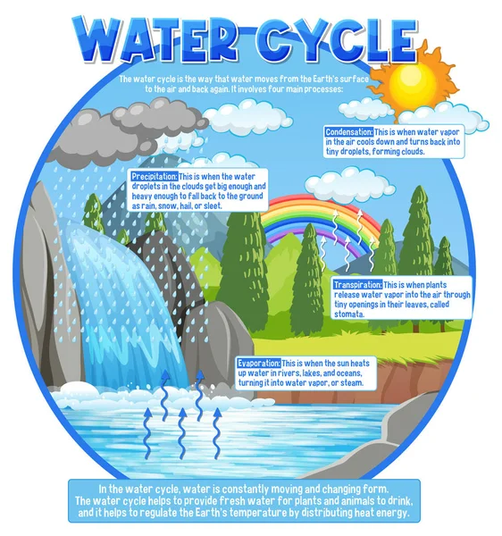 Ilustración Del Ciclo Del Agua Para Educación Científica — Vector de stock
