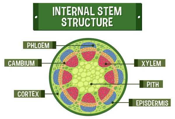 Internal Structure Stem Diagram Illustration — Archivo Imágenes Vectoriales