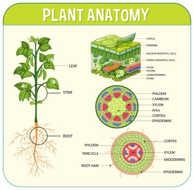 Internal structure of leaf diagram illustration