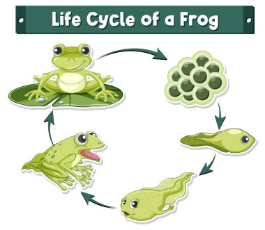 Kurbağa yaşam döngüsü diyagramı illüstrasyon