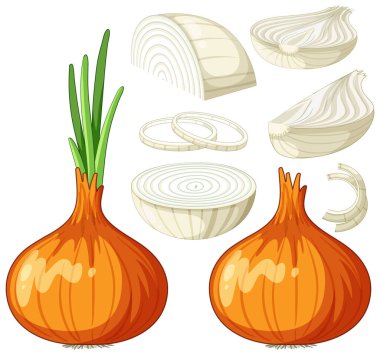 Onion in whole and sliced pieces illustration