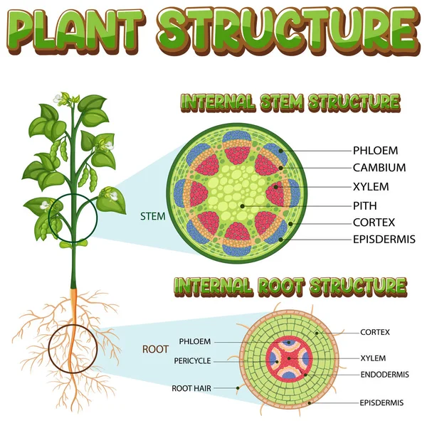 Internal Structure Stem Diagram Illustration — Image vectorielle