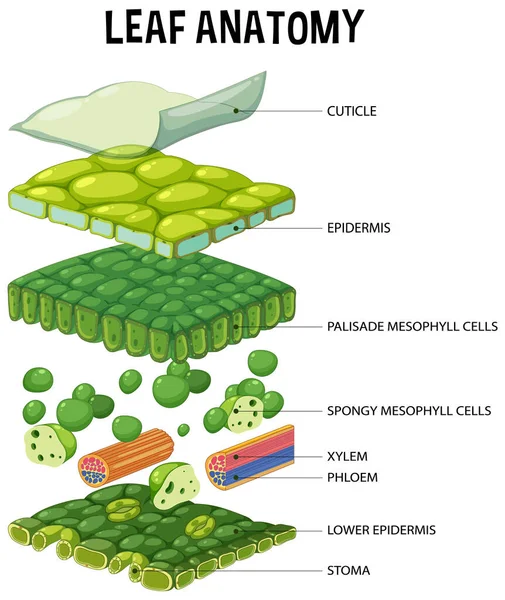 Internal Structure Leaf Diagram Illustration — Stok Vektör