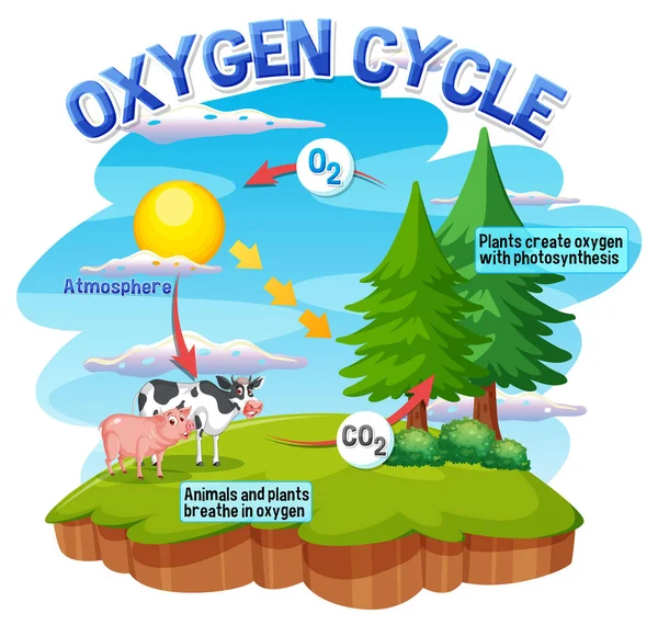 Diagramma Del Ciclo Dell Ossigeno Illustrazione Educazione Scientifica — Vettoriale Stock