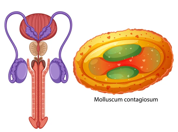 Male Reproductive System Illustration — 图库矢量图片