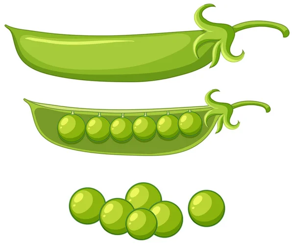 Green Peas Pod Illustration — 스톡 벡터
