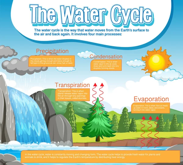 Диаграмма Водного Цикла Иллюстрации Научного Образования — стоковый вектор