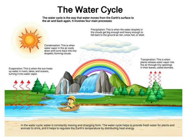 Schéma Cycle Eau Pour Enseignement Des Sciences Illustration — Image vectorielle