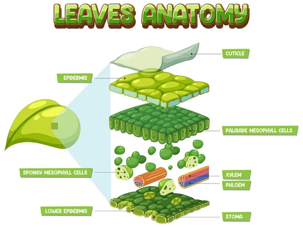 Internal Structure Leaf Diagram Illustration — Image vectorielle