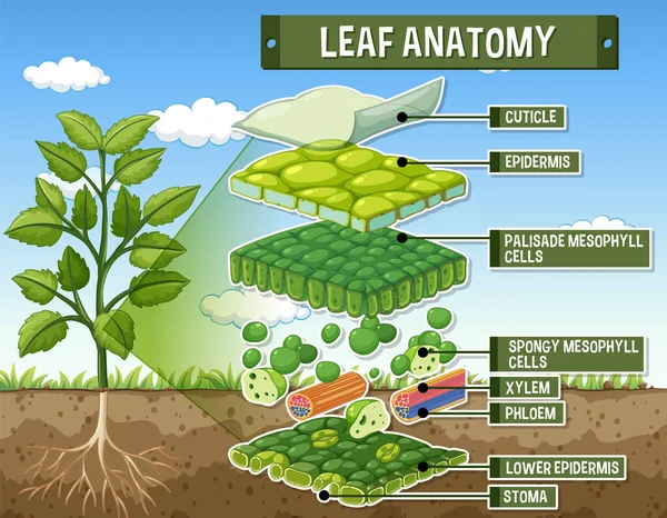 Internal Structure Leaf Diagram Illustration — Wektor stockowy