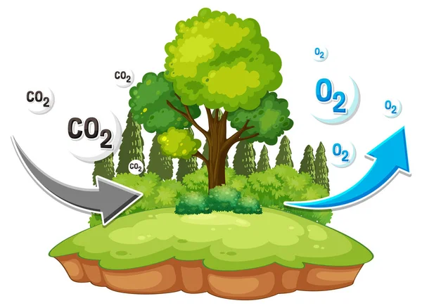 科学教育用酸素循環図イラスト — ストックベクタ