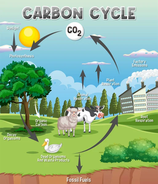 Bilim Eğitimi Llüstrasyonu Için Karbon Döngü Diyagramı — Stok Vektör