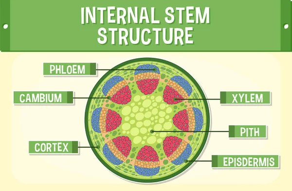 Internal Structure Stem Diagram Illustration — Vetor de Stock