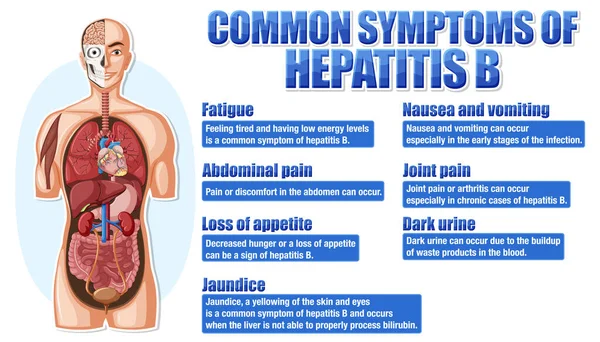 stock vector Informative poster of common symptoms Hepatitis B illustration