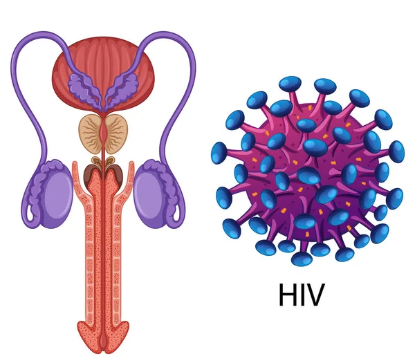 Male Reproductive System Illustration — Stockvektor