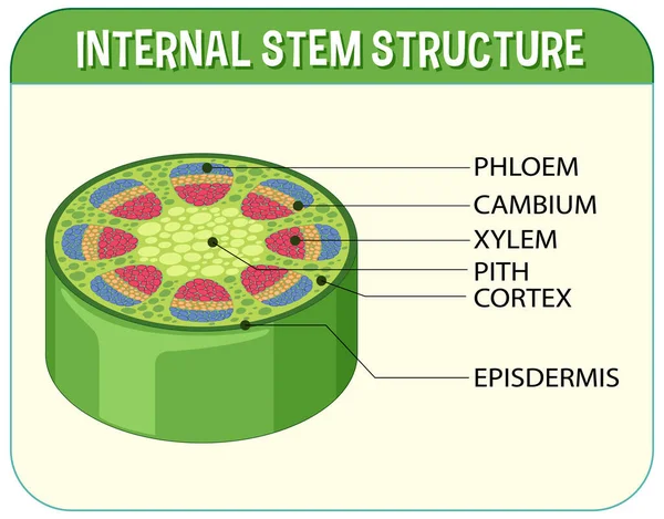Internal Structure Stem Diagram Illustration — Vetor de Stock