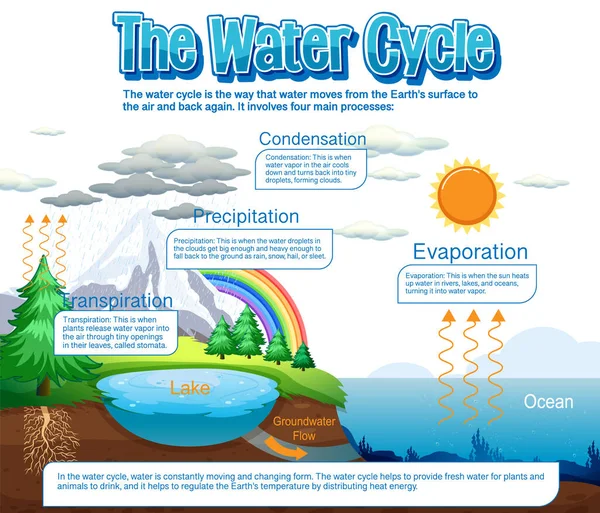 Diagrama Del Ciclo Del Agua Para Ilustración Educación Científica — Archivo Imágenes Vectoriales