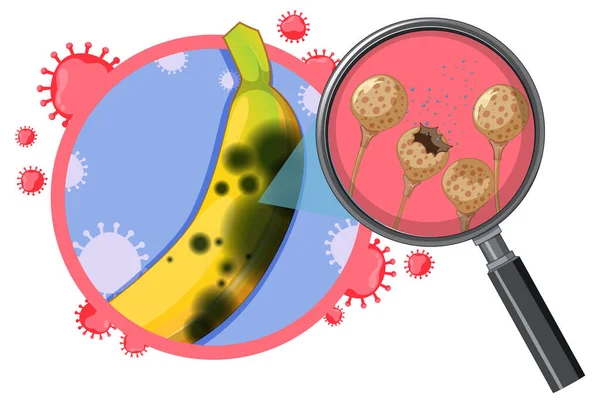Banana Inevitabile Con Illustrazione Dello Stampo — Vettoriale Stock
