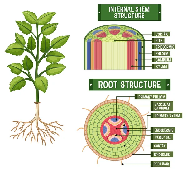 植物图解的内部结构 — 图库矢量图片