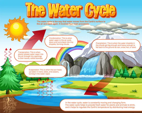 Diagrama Del Ciclo Del Agua Para Ilustración Educación Científica — Archivo Imágenes Vectoriales