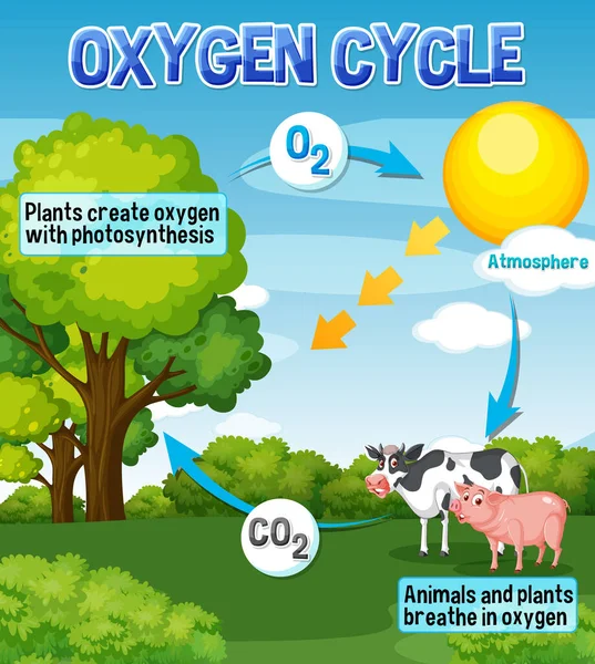 Schéma Cycle Oxygène Pour Enseignement Des Sciences Illustration — Image vectorielle