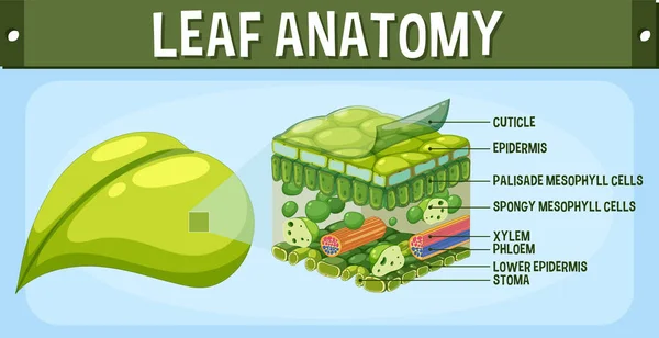 Internal Structure Leaf Diagram Illustration — Image vectorielle