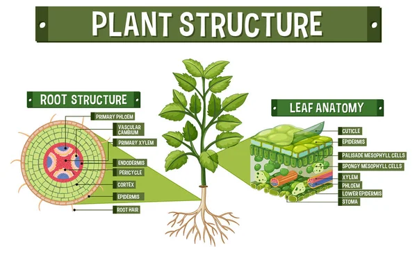 Inre Struktur Plantdiagram Illustration — Stock vektor
