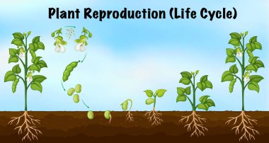 Bitki Üretimi (Yaşam Döngüsü) illüstrasyonu