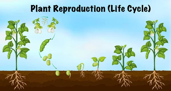 Ilustracja Dotycząca Reprodukcji Roślin Cykl Życia — Wektor stockowy