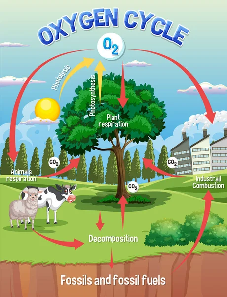 科学教育的氧气循环图说明 — 图库矢量图片