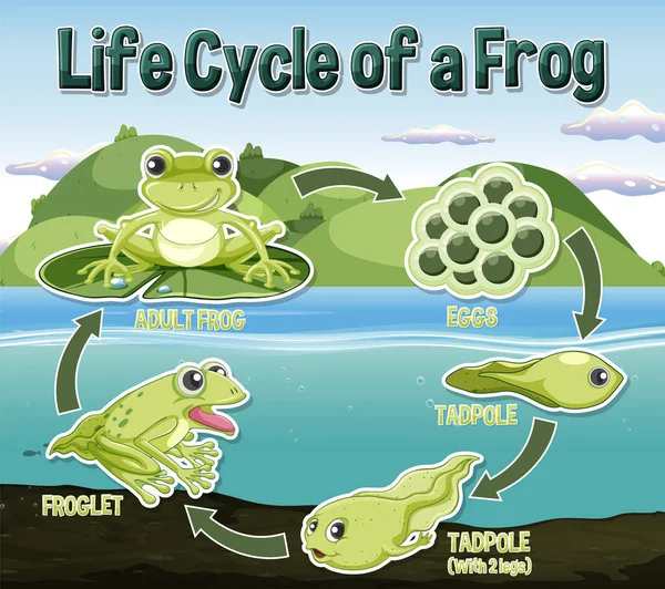 Kurbağa Yaşam Döngüsü Diyagramı Illüstrasyon — Stok Vektör