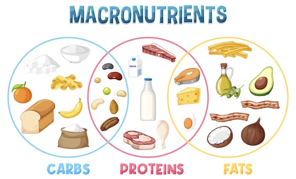 Main Food Groups Macronutrients Vector Illustration — 스톡 벡터