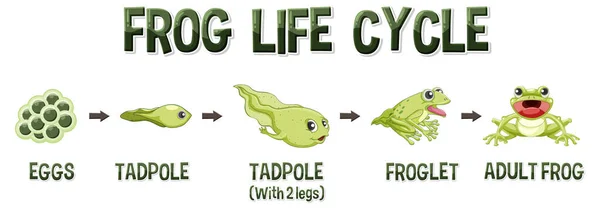 青蛙生命周期图插图 — 图库矢量图片