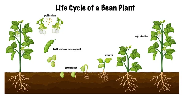 Ciclo Vida Diagrama Plantas Feijão Para Ilustração Educação Científica —  Vetores de Stock