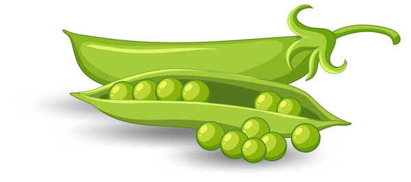 Pod of green peas on white background illustration