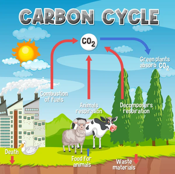 Diagrama Del Ciclo Del Carbono Para Ilustración Educación Científica — Archivo Imágenes Vectoriales