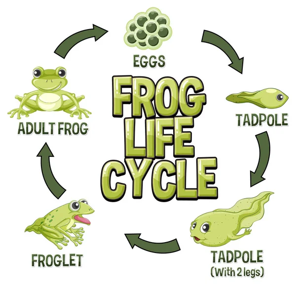Kurbağa Yaşam Döngüsü Diyagramı Illüstrasyon — Stok Vektör