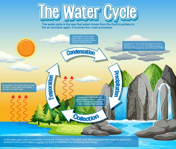 Diagrama Del Ciclo Del Agua Para Ilustración Educación Científica — Vector de stock