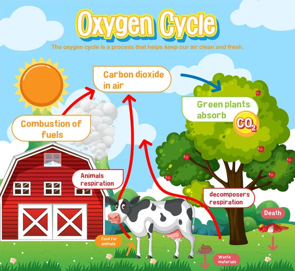 Oxygen Cycle Diagram Science Education Illustration — Stock Vector
