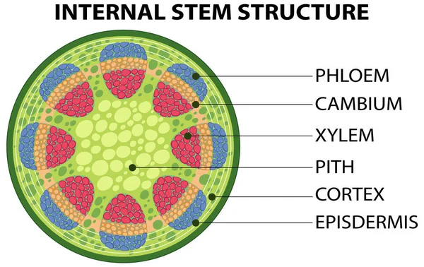 Internal Structure Stem Diagram Illustration — Stock Vector