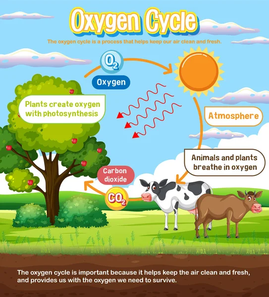 Oxygen Cycle Diagram Science Education Illustration — Stock Vector