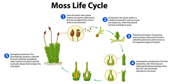 Moss Life Cycle Diagramma Illustrazione Dell Educazione Scientifica — Vettoriale Stock