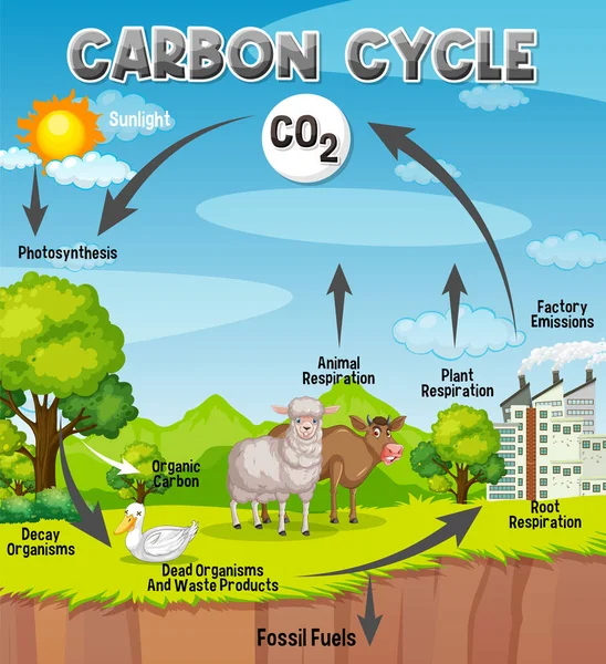 Diagrama Del Ciclo Del Carbono Para Ilustración Educación Científica — Archivo Imágenes Vectoriales