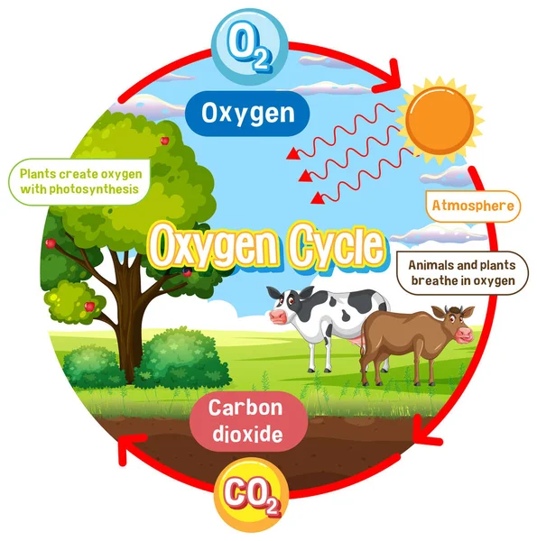 Diagrama Del Ciclo Del Oxígeno Para Ilustración Educación Científica — Archivo Imágenes Vectoriales