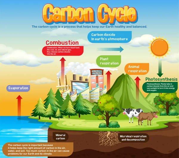 Diagrama Ciclo Carbono Para Ilustração Educação Científica — Vetor de Stock