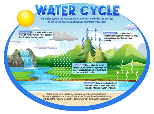 Ilustración Del Ciclo Del Agua Para Educación Científica — Vector de stock