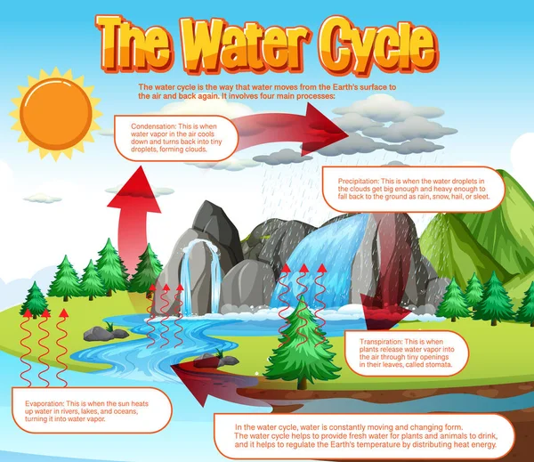 Het Watercyclusdiagram Voor Illustratie Van Het Wetenschappelijk Onderwijs — Stockvector