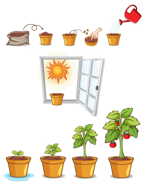 Processen För Växttillväxtvektor Illustration — Stock vektor