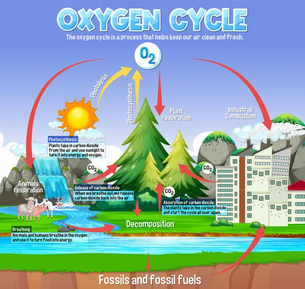 Diagram Cyklů Kyslíku Pro Ilustraci Vědeckého Vzdělávání — Stockový vektor