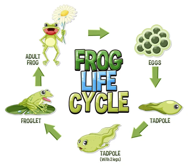 カエルのライフサイクル図図図 — ストックベクタ